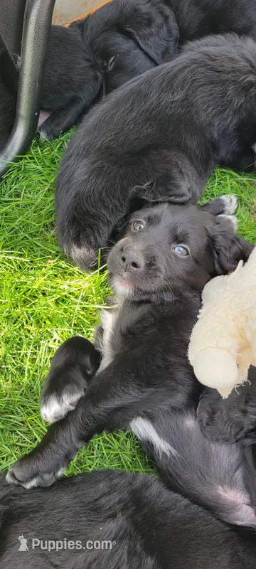 Harlow – Australian Shepherd, Goldendoodle puppy for sale in Fort Wayne, IN