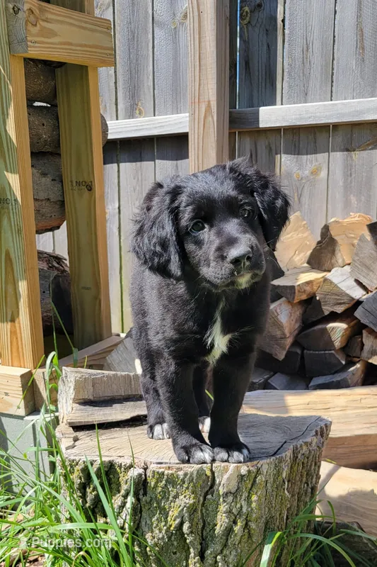 Harlow – Australian Shepherd, Goldendoodle puppy for sale in Fort Wayne, IN