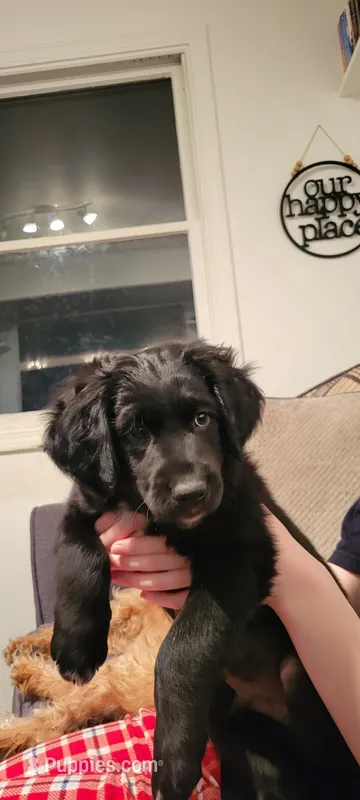 Harlow – Australian Shepherd, Goldendoodle puppy for sale in Fort Wayne, IN