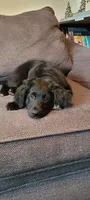 Lassie, a male Australian Shepherd and Goldendoodle for sale in Fort Wayne, IN – 4 of 4