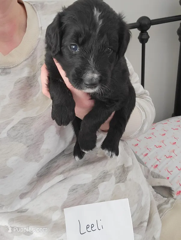 Leeli  – Australian Shepherd, Goldendoodle puppy for sale in Fort Wayne, IN