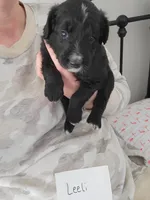 Leeli , a female Australian Shepherd and Goldendoodle for sale in Fort Wayne, IN – Photo 2 of 2