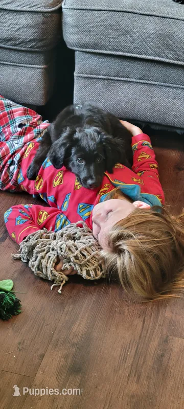 Lassie – Australian Shepherd, Goldendoodle puppy for sale in Fort Wayne, IN