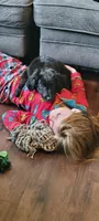 Lassie, a male Australian Shepherd and Goldendoodle for sale in Fort Wayne, IN – 2 of 4