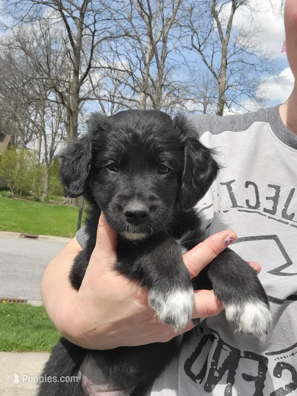Hammie – Australian Shepherd, Goldendoodle puppy for sale in Fort Wayne, IN