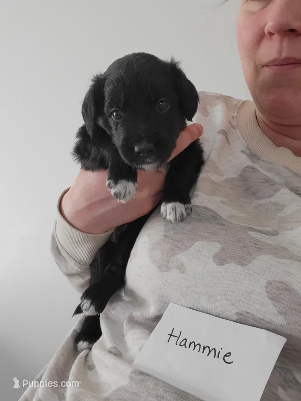 Hammie – Australian Shepherd, Goldendoodle puppy for sale in Fort Wayne, IN