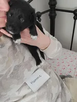 Hammie, a male Australian Shepherd and Goldendoodle for sale in Fort Wayne, IN – Photo 3 of 3