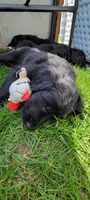 Pepper, a female Australian Shepherd and Goldendoodle for sale in Fort Wayne, IN – 8 of 8