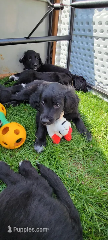 Pepper – Australian Shepherd, Goldendoodle puppy for sale in Fort Wayne, IN