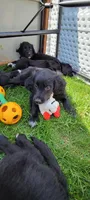 Pepper, a female Australian Shepherd and Goldendoodle for sale in Fort Wayne, IN – 5 of 8