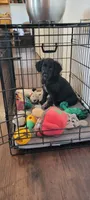 Pepper, a female Australian Shepherd and Goldendoodle for sale in Fort Wayne, IN – 4 of 8