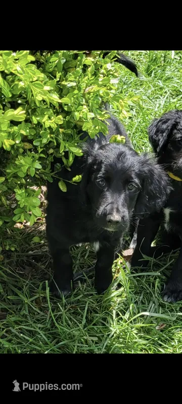 Pepper – Australian Shepherd, Goldendoodle puppy for sale in Fort Wayne, IN