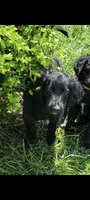 Pepper, a female Australian Shepherd and Goldendoodle for sale in Fort Wayne, IN – 3 of 8