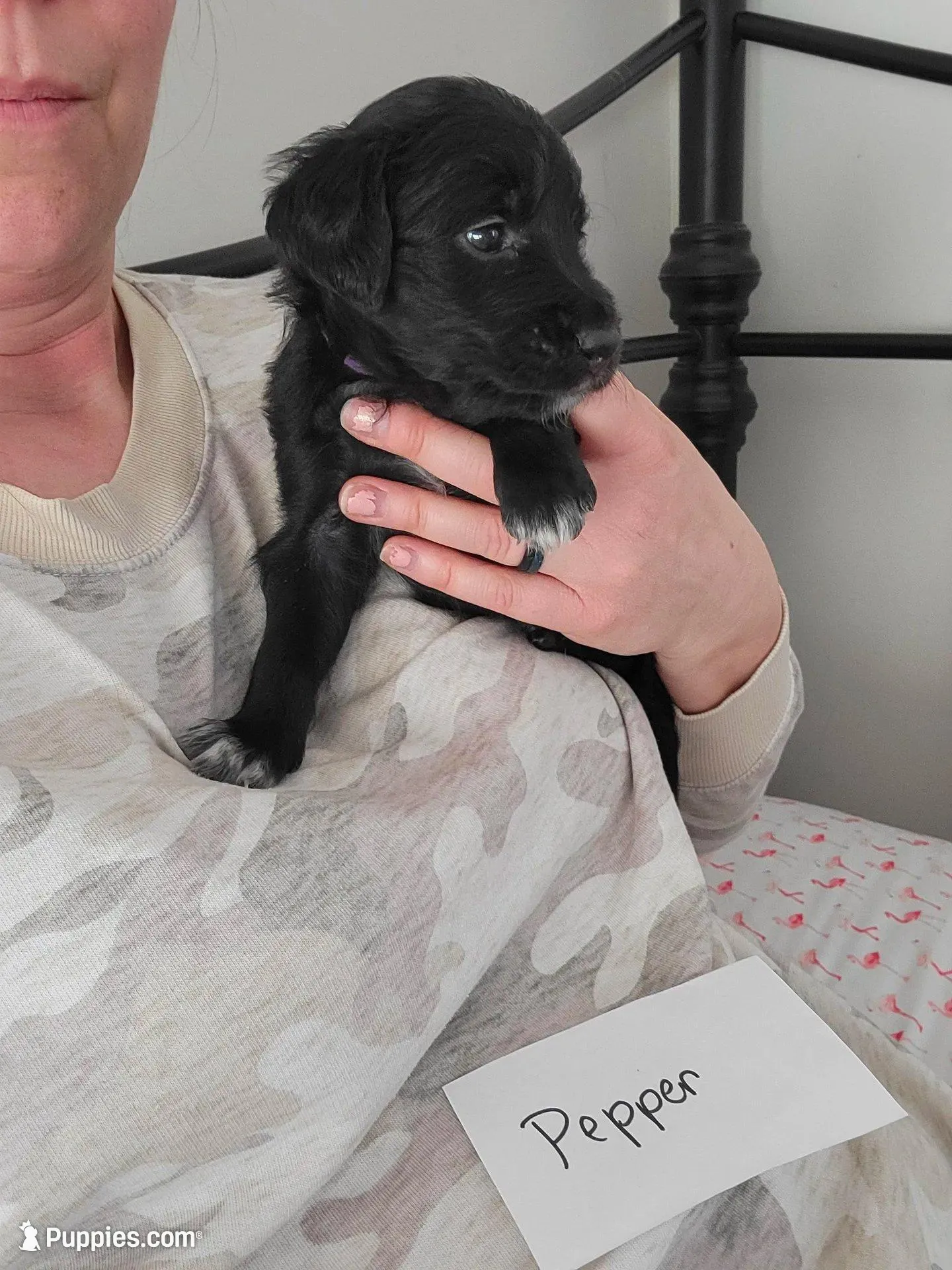 Pepper – Australian Shepherd, Goldendoodle puppy for sale in Fort Wayne, IN