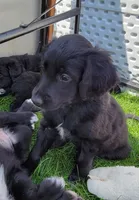 Pepper, a female Australian Shepherd and Goldendoodle for sale in Fort Wayne, IN – 7 of 8