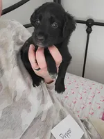 Pepper, a female Australian Shepherd and Goldendoodle for sale in Fort Wayne, IN – Photo 3 of 3