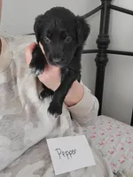 Pepper, a female Australian Shepherd and Goldendoodle for sale in Fort Wayne, IN – Photo 2 of 3