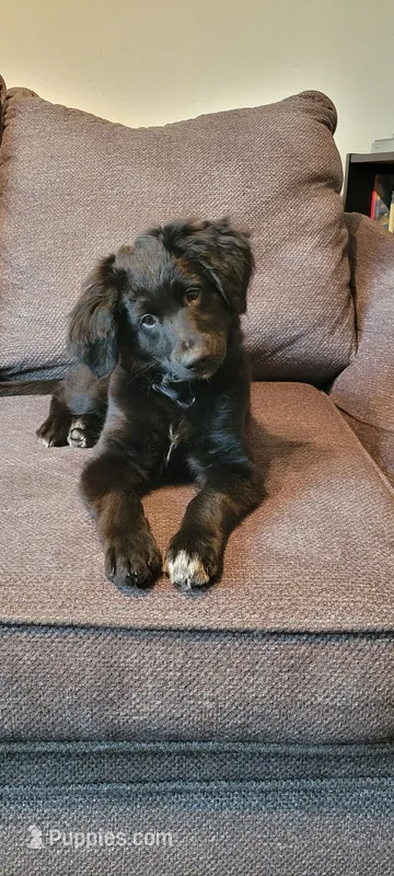 Lassie – Australian Shepherd, Goldendoodle puppy for sale in Fort Wayne, IN