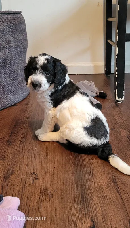 Oreo – Beagle, Poodle - Miniature  puppy for sale in Fort Wayne, IN