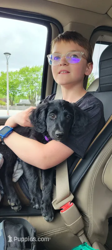 Pepper – Australian Shepherd, Goldendoodle puppy for sale in Fort Wayne, IN
