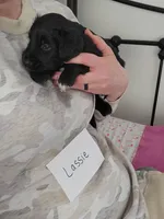 Lassie, a male Australian Shepherd and Goldendoodle for sale in Fort Wayne, IN – Photo 1 of 2