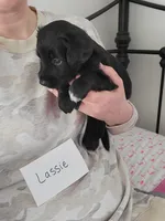 Lassie, a male Australian Shepherd and Goldendoodle for sale in Fort Wayne, IN – Photo 2 of 2