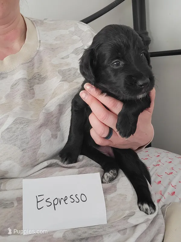 Espresso  – Australian Shepherd, Goldendoodle puppy for sale in Fort Wayne, IN