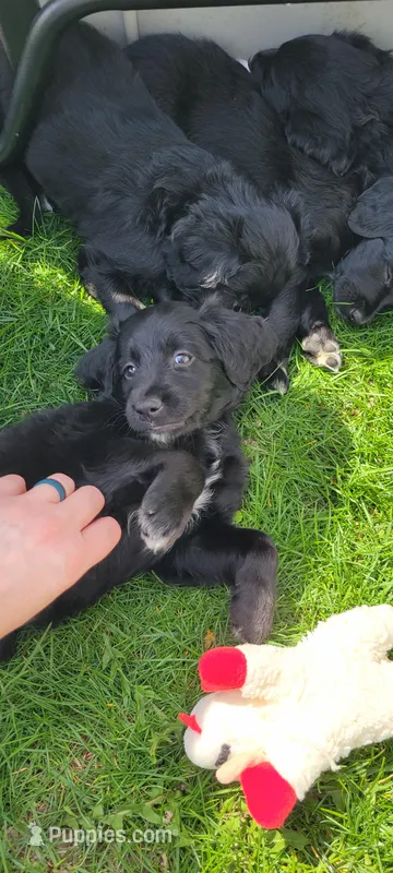 Espresso  – Australian Shepherd, Goldendoodle puppy for sale in Fort Wayne, IN