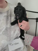 Tristan , a male Australian Shepherd and Goldendoodle for sale in Fort Wayne, IN – Photo 2 of 4