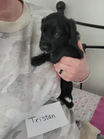 Tristan , a male Australian Shepherd and Goldendoodle for sale in Fort Wayne, IN – Photo 3 of 4