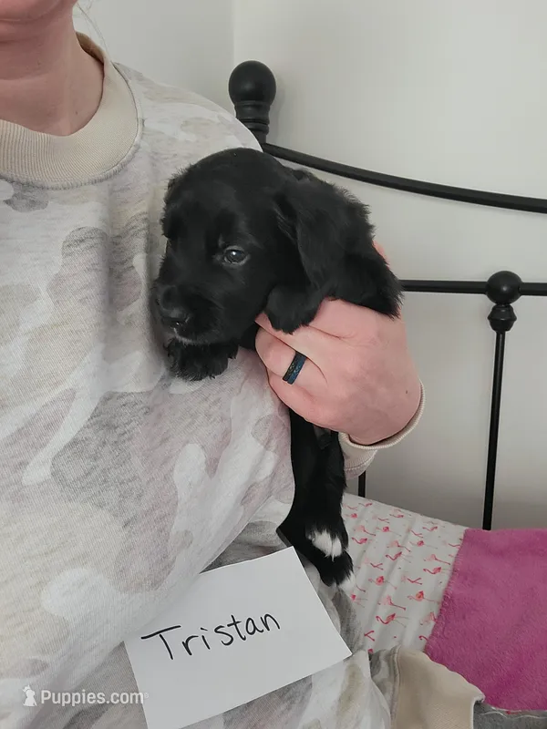 Tristan  – Australian Shepherd, Goldendoodle puppy for sale in Fort Wayne, IN