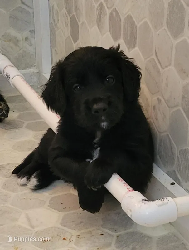 Tristan  – Australian Shepherd, Goldendoodle puppy for sale in Fort Wayne, IN