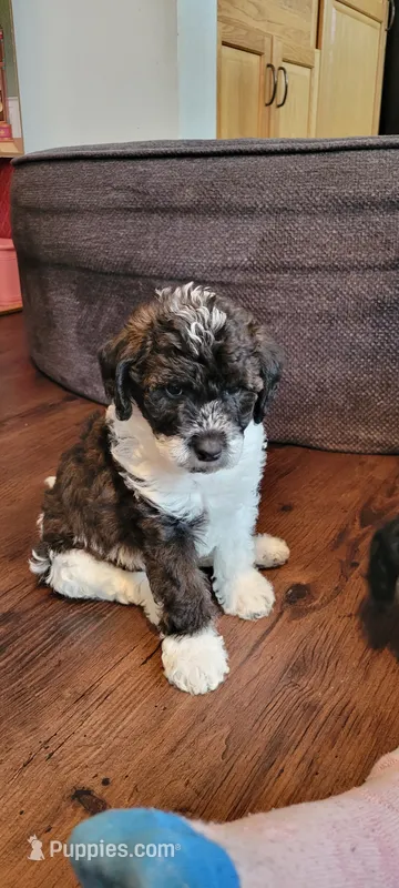 Josie – Beagle, Poodle - Miniature  puppy for sale in Fort Wayne, IN
