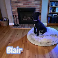 Blair, a female Great Dane for sale in Bernville, PA – Photo 4 of 10