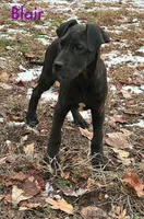 Blair, a female Great Dane for sale in Bernville, PA – Photo 2 of 10
