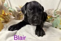 Blair, a female Great Dane for sale in Bernville, PA – Photo 9 of 10