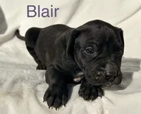 Blair, a female Great Dane for sale in Bernville, PA – Photo 8 of 10