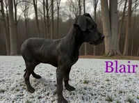 Blair, a female Great Dane for sale in Bernville, PA – Photo 3 of 10