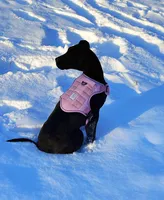 Blair, a female Great Dane for sale in Bernville, PA – Photo 1 of 10