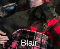 Blair, a female Great Dane for sale in Bernville, PA – Photo 6 of 10