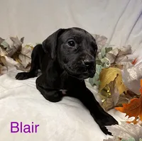 Blair, a female Great Dane for sale in Bernville, PA – Photo 7 of 10