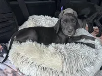 Shadow, a female Great Dane for sale in Bernville, PA – Photo 4 of 10