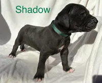 Shadow, a female Great Dane for sale in Bernville, PA – Photo 8 of 10