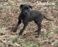 Shadow, a female Great Dane for sale in Bernville, PA – Photo 1 of 10