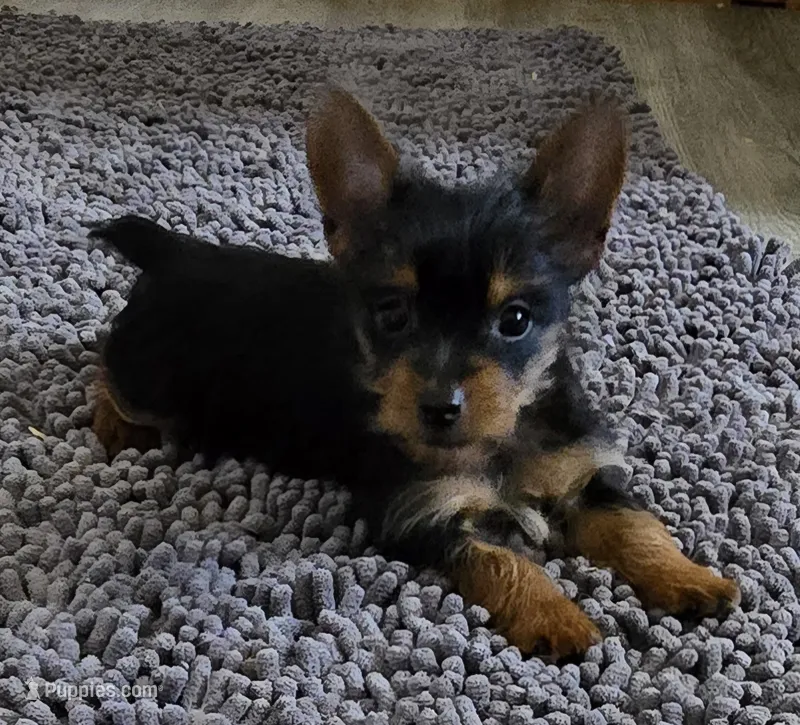 Little man – Yorkshire Terrier puppy for sale in Moore Haven, FL