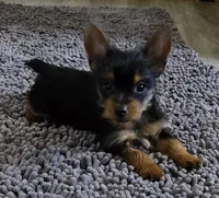 Little man, a male Yorkshire Terrier for sale in Moore Haven, FL – 1 of 1