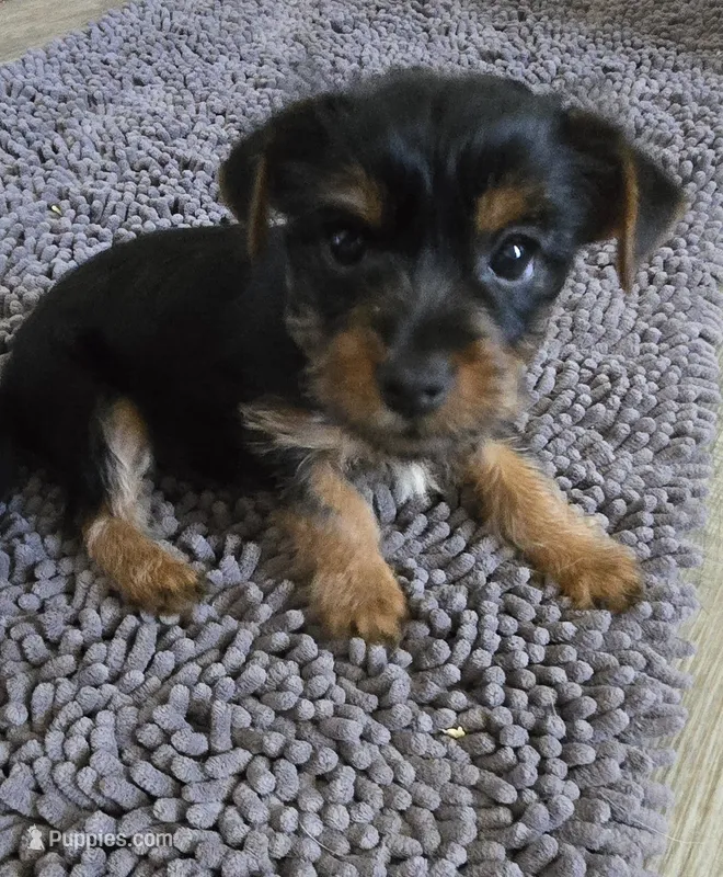 Olive – Yorkshire Terrier puppy for sale in Moore Haven, FL
