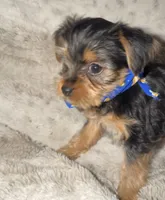 Neo, a male Yorkshire Terrier for sale in Woodhaven, NY – Photo 1 of 3