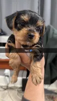 Neo, a male Yorkshire Terrier for sale in Woodhaven, NY – Photo 3 of 3
