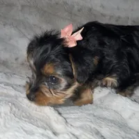 Lola , a female Yorkshire Terrier for sale in Woodhaven, NY – Photo 5 of 5